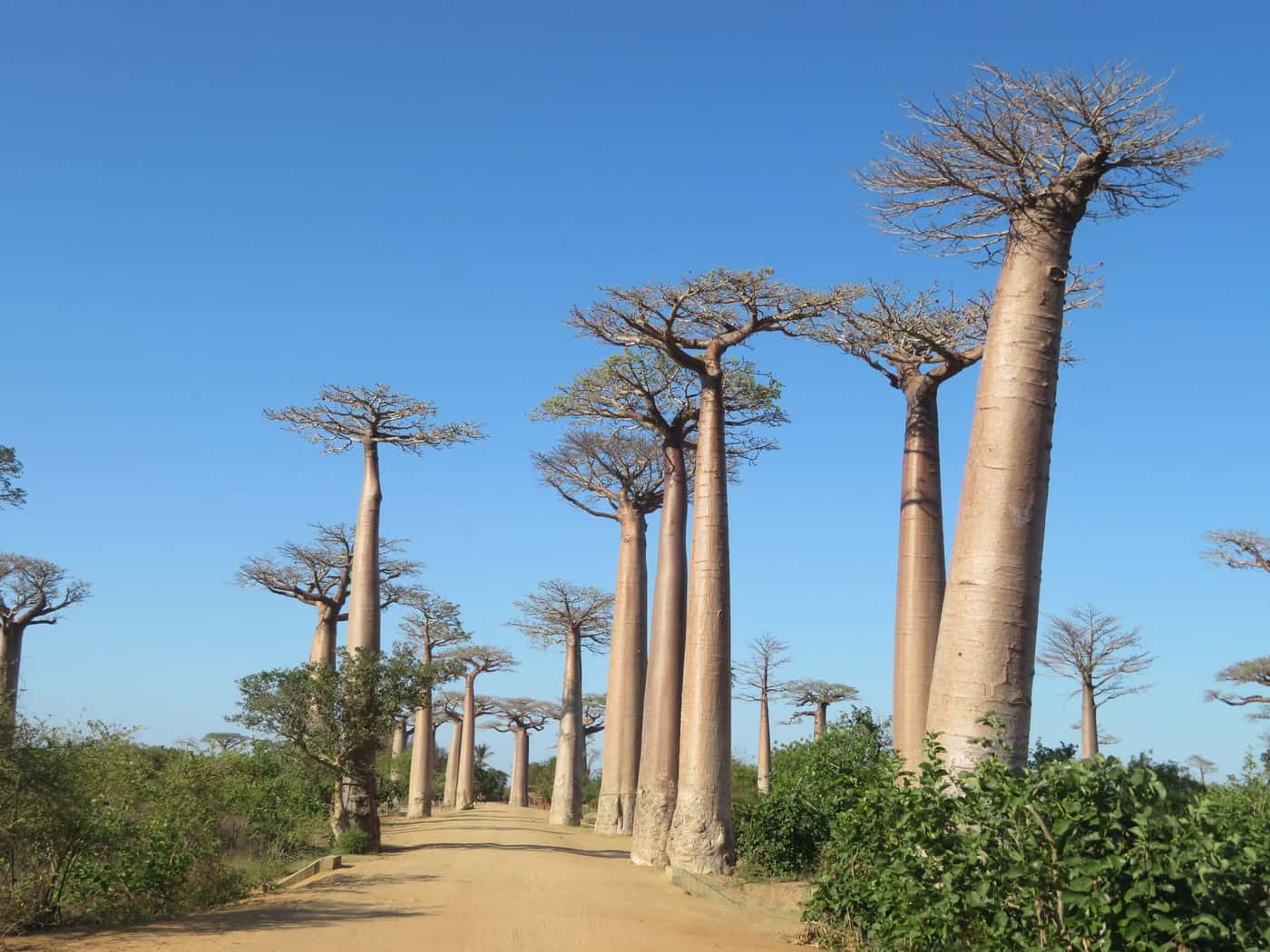 Allée de baobabs le long d'une piste, dans le sud aride de Madagascar.