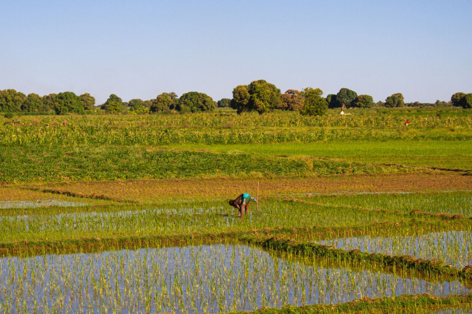 Rizières du sud de Madagascar, repiquées à la main.